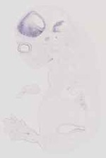 EMAGE:11920