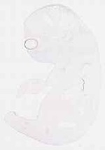 EMAGE:11926