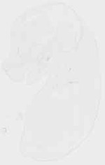 EMAGE:11927