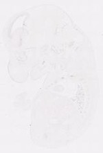 EMAGE:11929