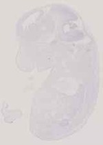 EMAGE:11935