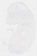 EMAGE:11938