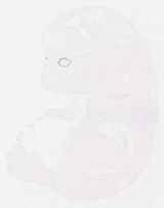 EMAGE:11943