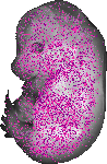 mouse atlas EMAGE spatial in situ gene expression database None