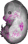 mouse atlas EMAGE spatial in situ gene expression database None