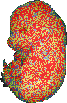 EMAGE:11996