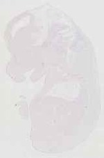 EMAGE:12004