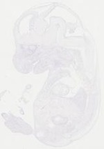 EMAGE:12017