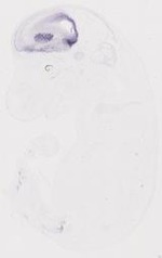 EMAGE:12023