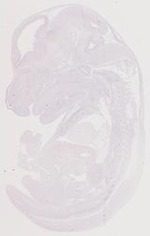 EMAGE:12032
