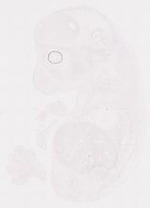 EMAGE:12041