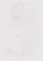 EMAGE:12043