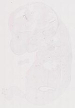 EMAGE:12043