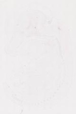 EMAGE:12043