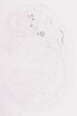 EMAGE:12043