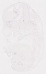EMAGE:12043