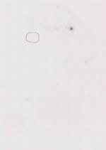 EMAGE:12043