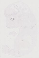 EMAGE:12045