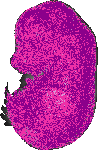 mouse atlas EMAGE spatial in situ gene expression database None