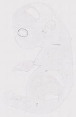 EMAGE:12058
