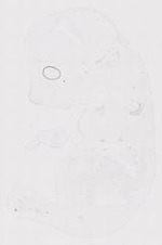 EMAGE:12058