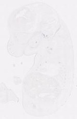 EMAGE:12058