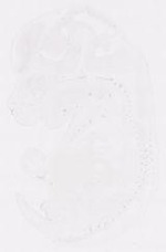 EMAGE:12058