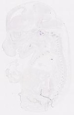 EMAGE:12058