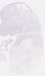 EMAGE:12058
