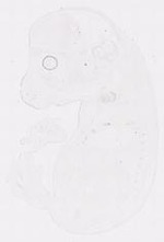 EMAGE:12058