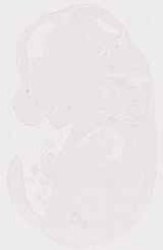 EMAGE:12061