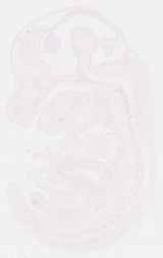 EMAGE:12061