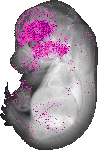 mouse atlas EMAGE spatial in situ gene expression database None