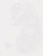 EMAGE:12127