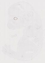 EMAGE:12132