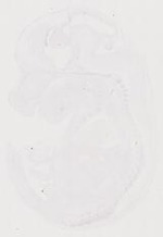 EMAGE:12132