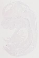 EMAGE:12134