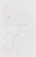 EMAGE:12174