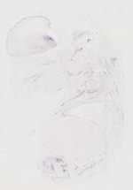 EMAGE:12234