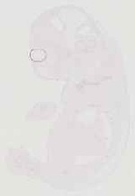 EMAGE:12281