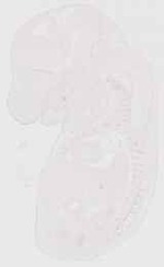 EMAGE:12281