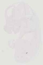 EMAGE:12281