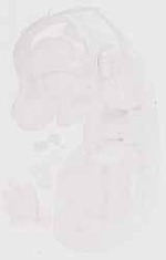 EMAGE:12281