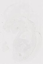 EMAGE:12333