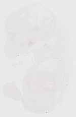 EMAGE:12333