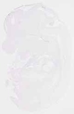 EMAGE:12363