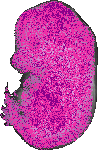 mouse atlas EMAGE spatial in situ gene expression database None
