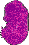 mouse atlas EMAGE spatial in situ gene expression database None
