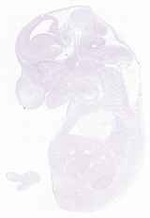 EMAGE:12403