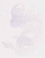 EMAGE:12411